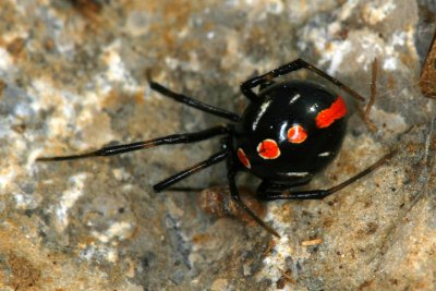 Black Widow Spider 0491