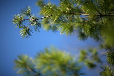 Pine tree