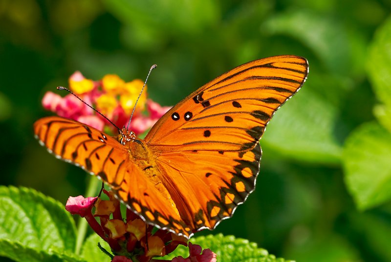 gulf fritillary 46