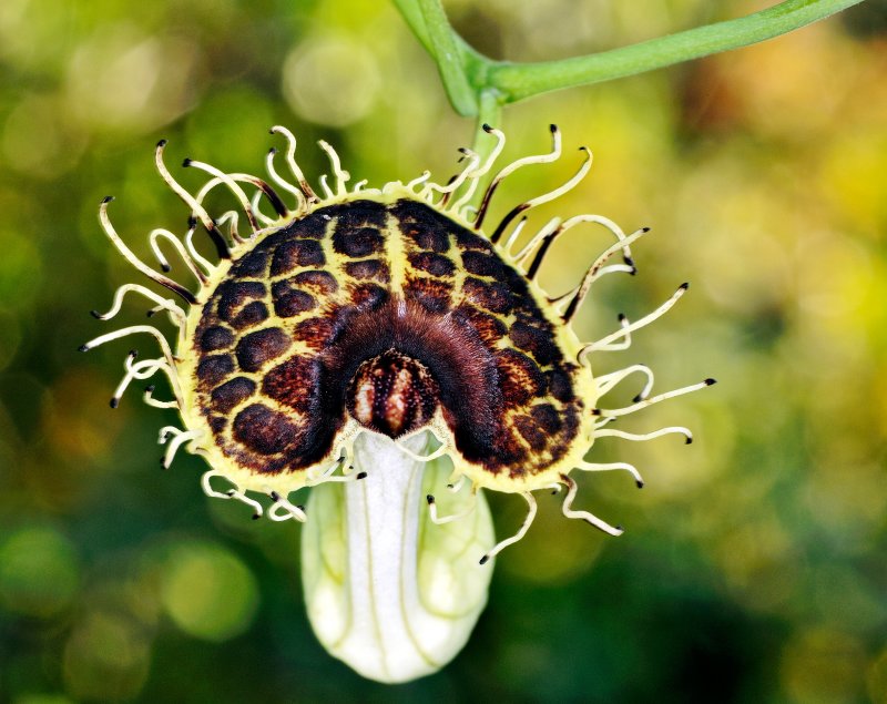 Dutchmans Pipevine 02