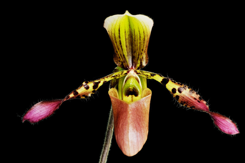 Paph lowii 02
