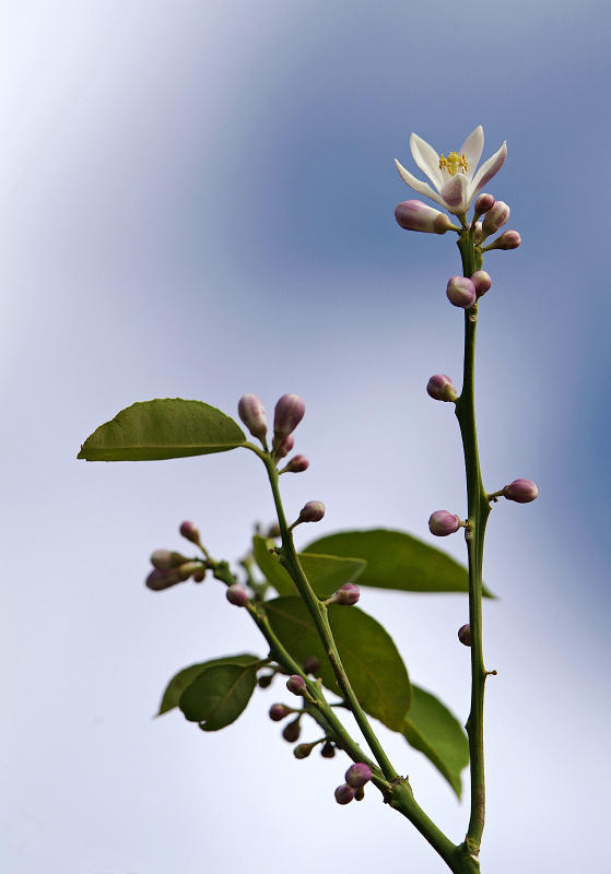 Meyer lemon blossom 04