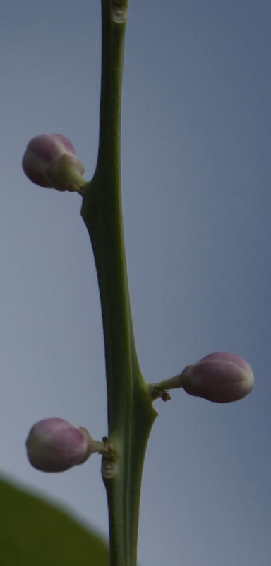Meyer lemon blossom 04 detail