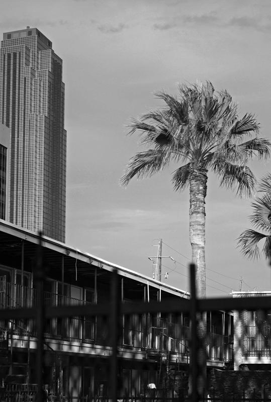 3101 Sage 02 bw
