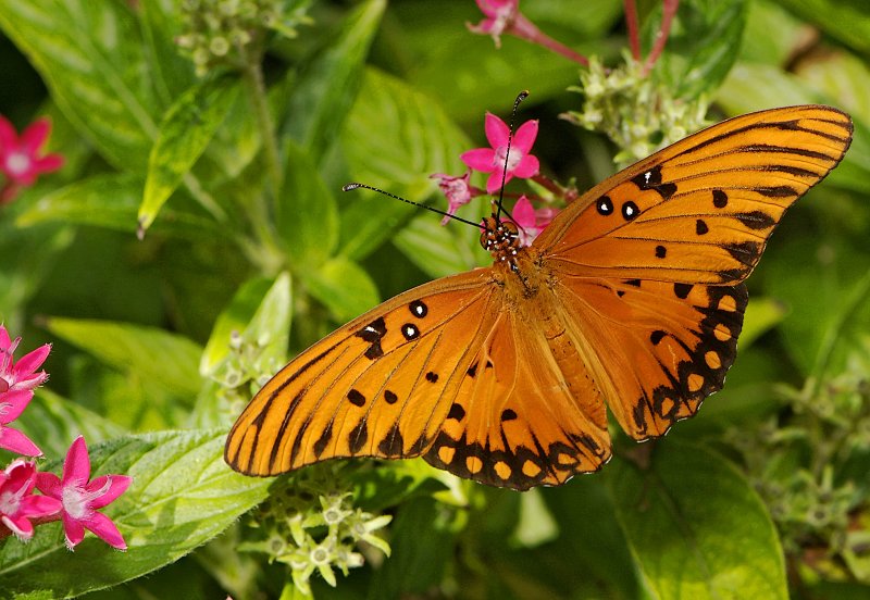 gulf fritillary 31