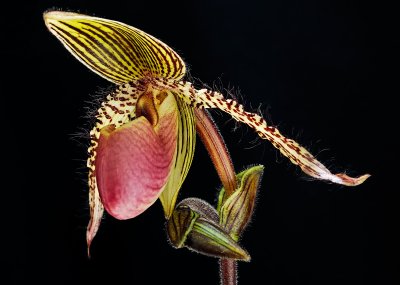 paph Vanguard (Rothchildianum x Moquetianum) 01