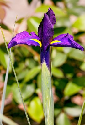 purple yellow iris 01