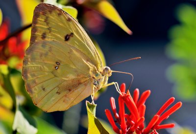 Orange-barred Sulphur 02