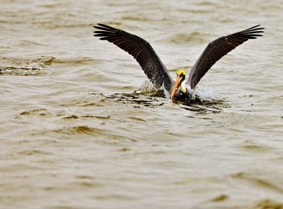 Brown Pelican male 01