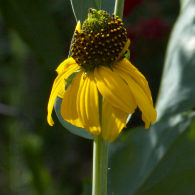 sunflowers 03 detail a