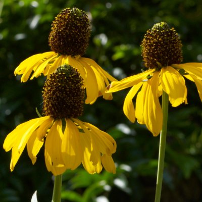 sunflowers 03 detail b