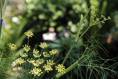 fennel blossoms 3