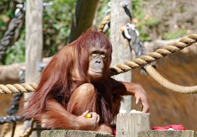 Borneo Orangutan Mama 01