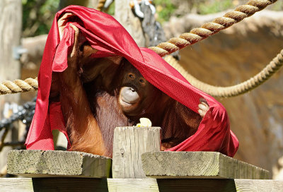 Borneo Orangutan Mama 02