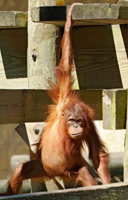 Borneo Orangutan juvenile 04