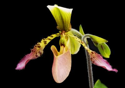 Paph lowii