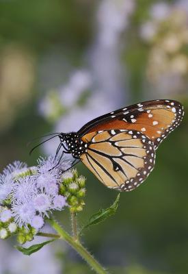 monarch butterfly 13
