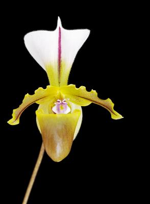 Paph spicerianum 01