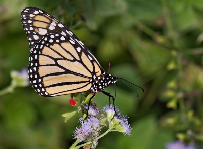 monarch butterfly 19