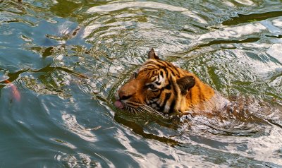 Indochinese Tiger swimming 01