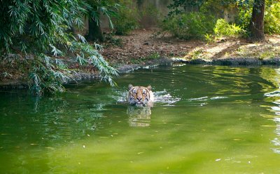 Indochinese Tiger swimming 03