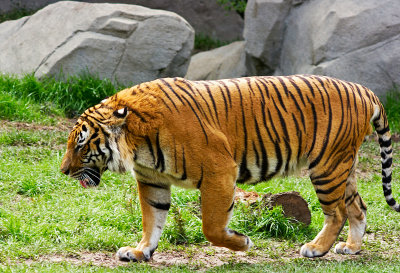 Indochinese Tiger 04