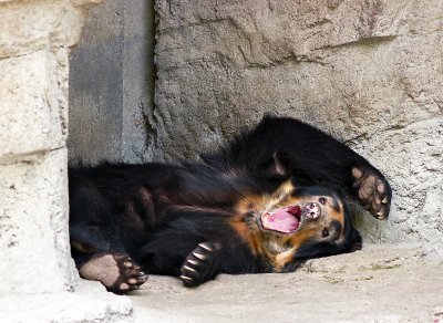 Spectacled Bear 04