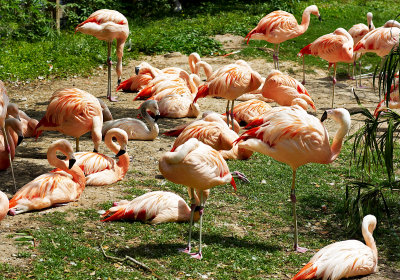 Chilean flamingos 01