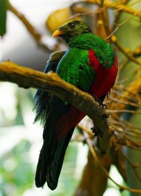 golden headed Quetzal 04