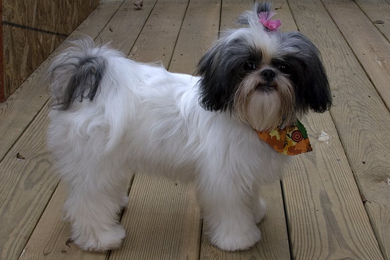 Charlie Brown Bandana