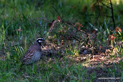 Northern Bobwhite, male