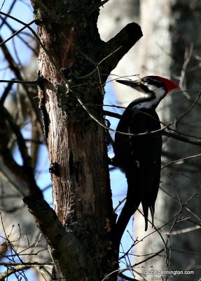 Pileated Woodpecker, Female