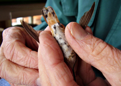 Checking Tail Feathers