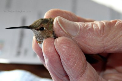 Rufous Hummingbird