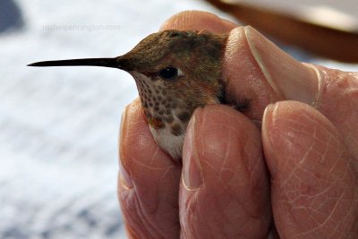 Rufous Hummingbird