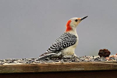 Red-bellied Woodpecker, Female