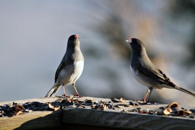 Juncos