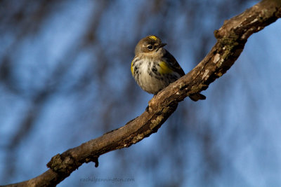 Yellow-rumped Warbler