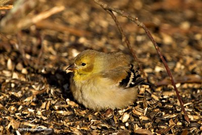 Goldfinch