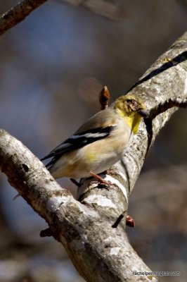 Finch Eye Disease?