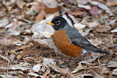 American Robin, male