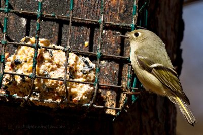 Ruby-crowned Kinglet