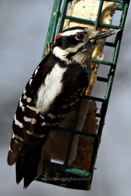 Downy Woodpecker