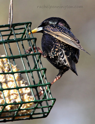 European Starling