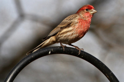 House Finch, Male