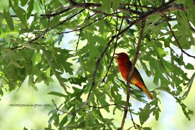 Summer Tanager