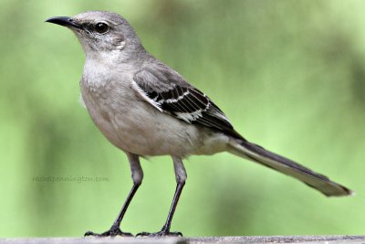 Northern Mockingbird