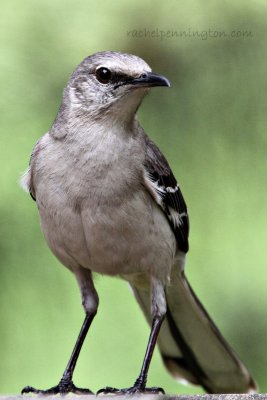 Northern Mockingbird