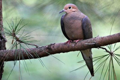 Mourning Dove