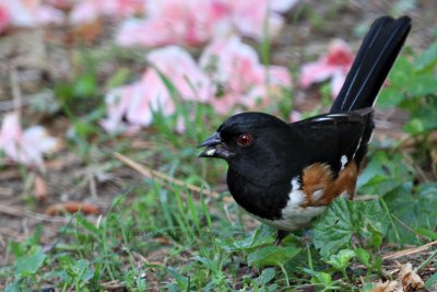 Eastern Towhee